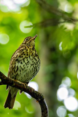 Song Thrush, benekli kahverengi tüyleriyle İrlanda, Dublin 'deki Peder Collins Park' ta melodik bir şekilde şarkı söyler. Bu fotoğraf ağaçlar arasındaki canlı varlığını yansıtıyor.. 