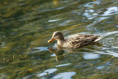 Dişi Mallard, benekli kahverengi tüyleriyle İrlanda, Dublin 'deki Peder Collins Parkı' nda zarifçe yüzer. Bu fotoğraf onun dingin varlığını bir gölde yakalar.. 