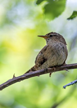 Avrupalı Wren, küçük boyutu ve zengin şarkısıyla İrlanda 'nın Dublin kentinde Peder Collins Park' ta yiyecek arıyor. Bu fotoğraf, yeşillikler arasında canlı bir görüntüyü yakalar..