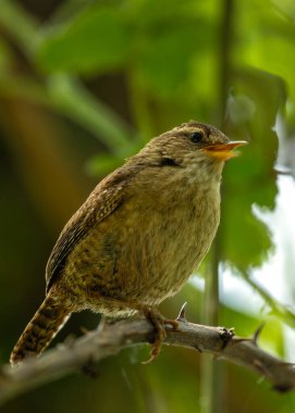 Avrupalı Wren, küçük boyutu ve zengin şarkısıyla İrlanda 'nın Dublin kentinde Peder Collins Park' ta yiyecek arıyor. Bu fotoğraf, yeşillikler arasında canlı bir görüntüyü yakalar..