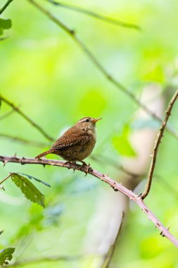 Avrupalı Wren, küçük boyutu ve zengin şarkısıyla İrlanda 'nın Dublin kentinde Peder Collins Park' ta yiyecek arıyor. Bu fotoğraf, yeşillikler arasında canlı bir görüntüyü yakalar..