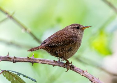 Avrupalı Wren, küçük boyutu ve zengin şarkısıyla İrlanda 'nın Dublin kentinde Peder Collins Park' ta yiyecek arıyor. Bu fotoğraf, yeşillikler arasında canlı bir görüntüyü yakalar..