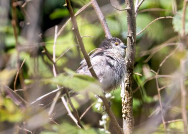 The Long-tailed Tit, a small and social bird, feeds on insects and spiders. This photo captures its distinctive long tail and fluffy appearance in Father Collins Park, Dublin, Ireland. 