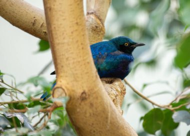 Büyük Mavi Kulaklı Parlak Sığırcık, yanardöner tüyleriyle Sahra altı Afrika 'daki böceklerle beslenir. Bu fotoğraf onun canlı varlığını yemyeşil bir ortamda yakalar..
