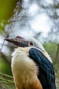 Filipinler 'deki Visayan Adaları' na özgü Visayan Hornbill siyah ve beyaz tüylere sahiptir. Bu fotoğraf, eşsiz varlığını tropikal bir orman ortamında yakalar.. 