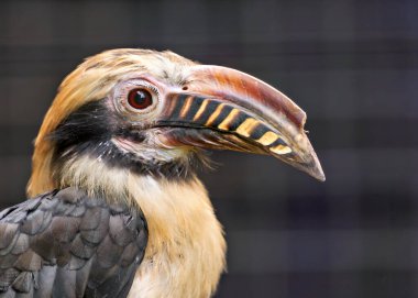 Filipinler 'deki Visayan Adaları' na özgü Visayan Hornbill siyah ve beyaz tüylere sahiptir. Bu fotoğraf, eşsiz varlığını tropikal bir orman ortamında yakalar.. 