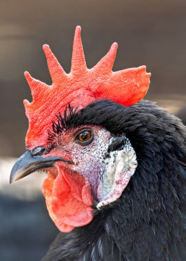 Benzersiz beyaz yüzü ve parlak siyah tüyleriyle bilinen Beyaz Yüzlü İspanyol Tavuğu İspanya 'da yaygın olarak bulunur. Bu fotoğraf çarpıcı görüntüsünü bir çiftlik ortamında yakalıyor..