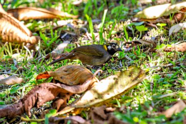 The White-eared Ground Sparrow, native to Central America, features distinctive white ear patches and rich plumage. This photo captures its charm in a dense underbrush habitat.  clipart