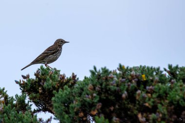 Meadow Pipit, çizgili kahverengi tüyleriyle Boğa Adası, Dublin, İrlanda 'da avlanır. Bu fotoğraf, onun hassas varlığını bir kıyı otlağında yakalar..
