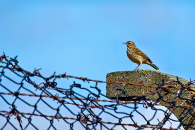 Meadow Pipit, çizgili kahverengi tüyleriyle Boğa Adası, Dublin, İrlanda 'da avlanır. Bu fotoğraf, onun hassas varlığını bir kıyı otlağında yakalar..
