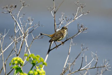 Meadow Pipit, çizgili kahverengi tüyleriyle Boğa Adası, Dublin, İrlanda 'da avlanır. Bu fotoğraf, onun hassas varlığını bir kıyı otlağında yakalar..