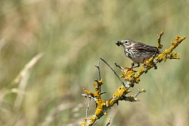 Meadow Pipit, çizgili kahverengi tüyleriyle Boğa Adası, Dublin, İrlanda 'da avlanır. Bu fotoğraf, onun hassas varlığını bir kıyı otlağında yakalar..