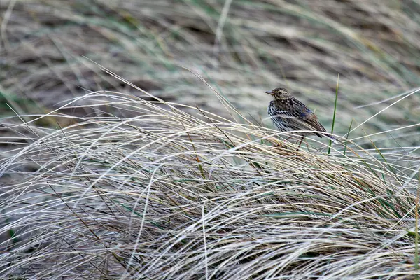 stock image The Meadow Pipit, with its streaked brown plumage, forages on Bull Island, Dublin, Ireland. This photo captures its delicate presence in a coastal grassland habitat.