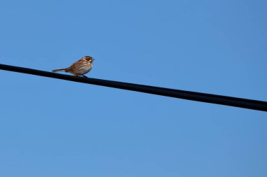 Reed Bunting, siyah kafası ve beyaz yakasıyla Boğa Adası, Dublin, İrlanda 'da görüldü. Bu fotoğraf bataklık ortamında kendine özgü görüntüsünü yakalar.. 