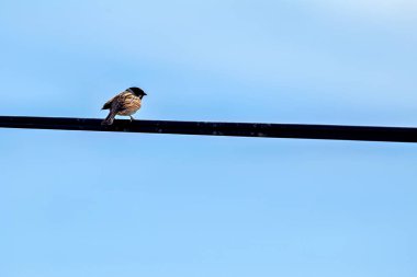 Reed Bunting, siyah kafası ve beyaz yakasıyla Boğa Adası, Dublin, İrlanda 'da görüldü. Bu fotoğraf bataklık ortamında kendine özgü görüntüsünü yakalar.. 