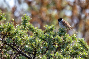 Reed Bunting, siyah kafası ve beyaz yakasıyla Boğa Adası, Dublin, İrlanda 'da görüldü. Bu fotoğraf bataklık ortamında kendine özgü görüntüsünü yakalar.. 
