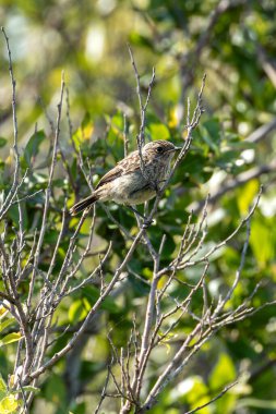 Stonechat, belirgin siyah kafası ve turuncu göğsüyle İrlanda, Dublin 'deki Bull Island' da görüldü. Bu fotoğraf onun canlı varlığını bir kıyı ortamında yakalar..