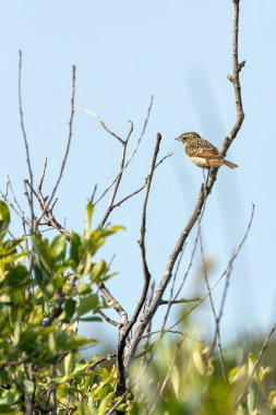 Stonechat, belirgin siyah kafası ve turuncu göğsüyle İrlanda, Dublin 'deki Bull Island' da görüldü. Bu fotoğraf onun canlı varlığını bir kıyı ortamında yakalar..