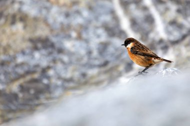 Stonechat, belirgin siyah kafası ve turuncu göğsüyle İrlanda, Dublin 'deki Bull Island' da görüldü. Bu fotoğraf onun canlı varlığını bir kıyı ortamında yakalar..