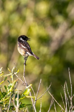 Stonechat, belirgin siyah kafası ve turuncu göğsüyle İrlanda, Dublin 'deki Bull Island' da görüldü. Bu fotoğraf onun canlı varlığını bir kıyı ortamında yakalar..
