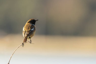 Stonechat, belirgin siyah kafası ve turuncu göğsüyle İrlanda, Dublin 'deki Bull Island' da görüldü. Bu fotoğraf onun canlı varlığını bir kıyı ortamında yakalar..