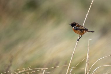 Stonechat, belirgin siyah kafası ve turuncu göğsüyle İrlanda, Dublin 'deki Bull Island' da görüldü. Bu fotoğraf onun canlı varlığını bir kıyı ortamında yakalar..