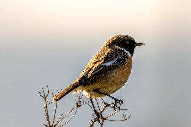 Stonechat, belirgin siyah kafası ve turuncu göğsüyle İrlanda, Dublin 'deki Bull Island' da görüldü. Bu fotoğraf onun canlı varlığını bir kıyı ortamında yakalar..