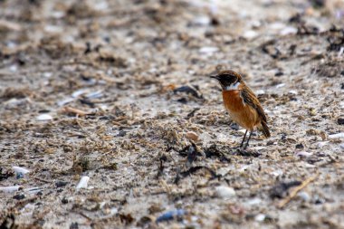 Stonechat, belirgin siyah kafası ve turuncu göğsüyle İrlanda, Dublin 'deki Bull Island' da görüldü. Bu fotoğraf onun canlı varlığını bir kıyı ortamında yakalar..