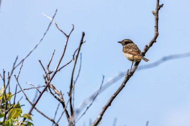 Stonechat, belirgin siyah kafası ve turuncu göğsüyle İrlanda, Dublin 'deki Bull Island' da görüldü. Bu fotoğraf onun canlı varlığını bir kıyı ortamında yakalar..