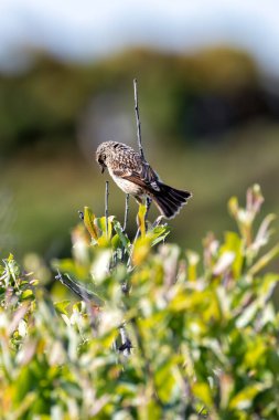 Stonechat, belirgin siyah kafası ve turuncu göğsüyle İrlanda, Dublin 'deki Bull Island' da görüldü. Bu fotoğraf onun canlı varlığını bir kıyı ortamında yakalar..