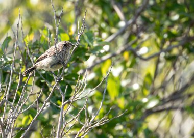 Stonechat, belirgin siyah kafası ve turuncu göğsüyle İrlanda, Dublin 'deki Bull Island' da görüldü. Bu fotoğraf onun canlı varlığını bir kıyı ortamında yakalar..