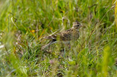 Melodik şarkısı ve çizgili kahverengi tüyleriyle tanınan Skylark, İrlanda 'nın Dublin kentindeki Bull Island' da görüldü. Bu fotoğraf, huzurlu varlığını açık bir çayırlıkta yakalar..