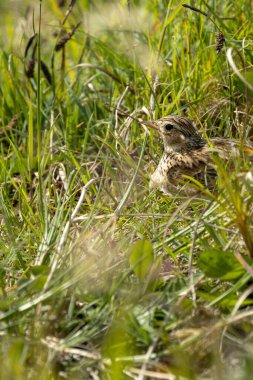 Melodik şarkısı ve çizgili kahverengi tüyleriyle tanınan Skylark, İrlanda 'nın Dublin kentindeki Bull Island' da görüldü. Bu fotoğraf, huzurlu varlığını açık bir çayırlıkta yakalar..