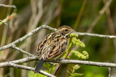 Dişi Reed Bunting, çizgili kahverengi tüyleri ve ince işaretleriyle İrlanda, Dublin 'deki Bull Island' da görüldü. Bu fotoğraf, onun hassas varlığını bataklık ortamında yakalar.. 