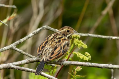 The female Reed Bunting, with its streaked brown plumage and subtle markings, was spotted on Bull Island, Dublin, Ireland. This photo captures its delicate presence in a marshy habitat.  clipart