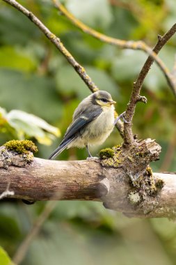 The baby Blue Tit, with its vibrant blue and yellow plumage, was spotted by the Swords Estuary in Dublin, Ireland. This photo captures its charming presence in a lush riverside habitat.