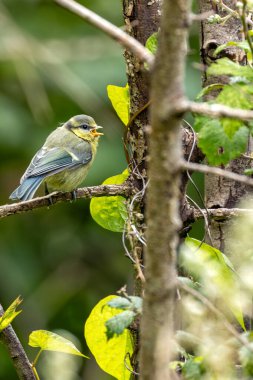 The baby Blue Tit, with its vibrant blue and yellow plumage, was spotted by the Swords Estuary in Dublin, Ireland. This photo captures its charming presence in a lush riverside habitat.