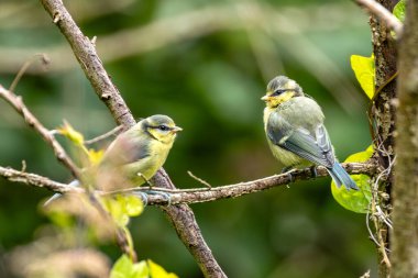 The baby Blue Tit, with its vibrant blue and yellow plumage, was spotted by the Swords Estuary in Dublin, Ireland. This photo captures its charming presence in a lush riverside habitat.