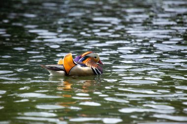 Canlı tüyleri ve çarpıcı renkleriyle tanınan erkek Mandarin Ördeği Dublin, İrlanda 'daki Dodder Nehri' nde görüldü. Bu fotoğraf onun göz kamaştırıcı varlığını bir nehir ortamında yakalar.. 