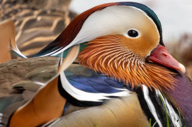 Canlı tüyleri ve çarpıcı renkleriyle tanınan erkek Mandarin Ördeği Dublin, İrlanda 'daki Dodder Nehri' nde görüldü. Bu fotoğraf onun göz kamaştırıcı varlığını bir nehir ortamında yakalar.. 