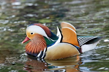 Canlı tüyleri ve çarpıcı renkleriyle tanınan erkek Mandarin Ördeği Dublin, İrlanda 'daki Dodder Nehri' nde görüldü. Bu fotoğraf onun göz kamaştırıcı varlığını bir nehir ortamında yakalar.. 