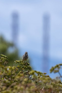 Meadow Pipit, çizgili kahverengi tüyleriyle Boğa Adası, Dublin, İrlanda 'da avlanır. Bu fotoğraf, onun hassas varlığını bir kıyı otlağında yakalar..