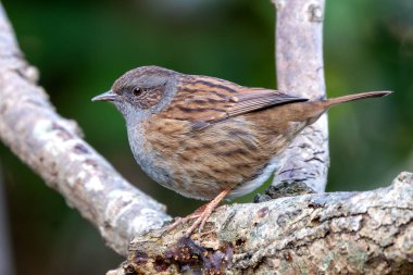 Dunnock, mütevazı kahverengi ve gri tüyleriyle İrlanda, Dublin 'deki Peder Collins Park' ta görüldü. Bu fotoğraf onun zarif güzelliğini huzurlu bir park ortamında yakalıyor..