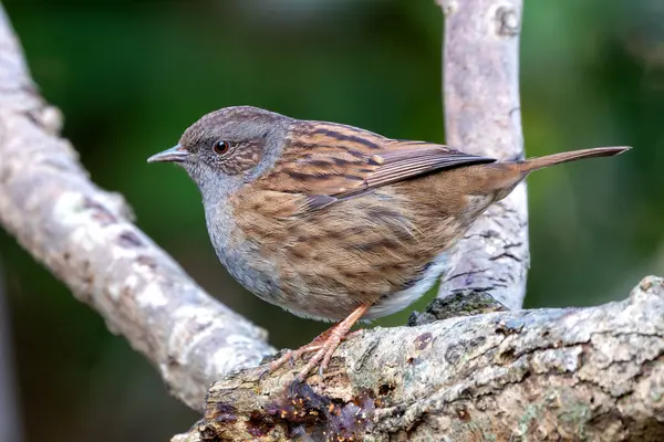 stock image The Dunnock, with its modest brown and grey plumage, was spotted in Father Collins Park, Dublin, Ireland. This photo captures its subtle beauty in a peaceful park setting.