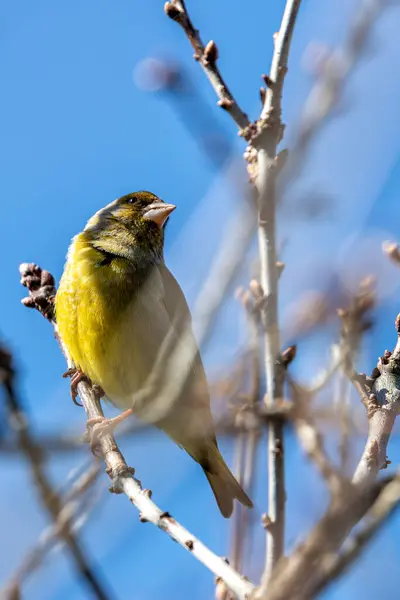 stock image The Greenfinch, with its vibrant green and yellow plumage, was spotted in Father Collins Park, Dublin, Ireland. This photo captures its lively presence in a lush park habitat. 