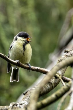 The Great Tit, with its vibrant yellow belly and black head, was spotted on Bull Island, Dublin, Ireland. This photo captures its lively presence in a coastal woodland habitat.