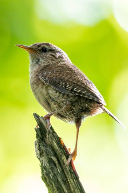 Avrasya Wren 'i, küçük, enerjik bir kuş, böcek ve örümceklerle beslenir. Bu fotoğraf belirgin kahverengi tüylerini yakalar ve canlı poz verir Peder Collins Park, Dublin, İrlanda.