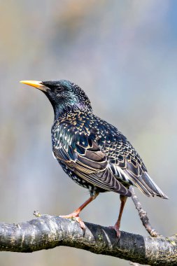 Yanardöner tüyleri ve sarı gagasıyla bilinen Starling, İrlanda, Dublin 'deki Peder Collins Park' ta görüldü. Bu fotoğraf dinamik varlığını şehir parkında yakalıyor..
