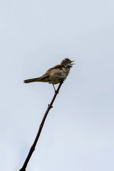 stock image The Whitethroat, with its grey head and white throat, was spotted on Bull Island, Dublin, Ireland. This photo captures its energetic presence in a coastal scrub habitat.