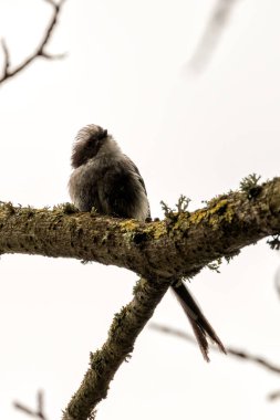 The Long-tailed Tit, a small and social bird, feeds on insects and spiders. This photo captures its distinctive long tail and fluffy appearance in Father Collins Park, Dublin, Ireland.  clipart